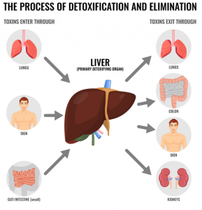 How Your Body Removes Toxins Naturally - PanoramaNOW Entertainment News